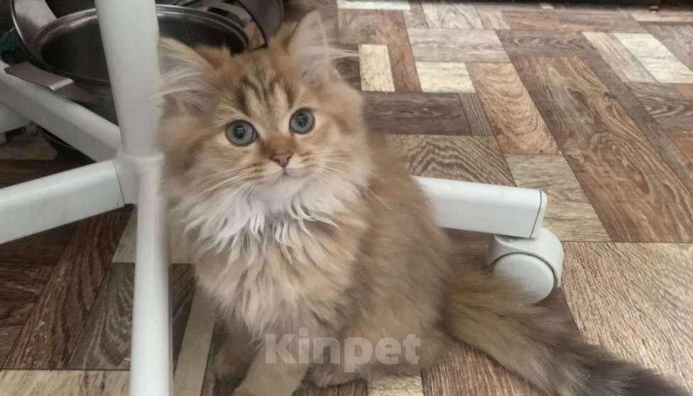 Кошки в Москве: Шотландская длинношерстная девочка Девочка, 35 000 руб. - фото 1