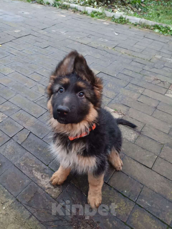 Собаки в Москве: Щенок немецкой овчарки д/ш Девочка, 28 000 руб. - фото 1