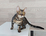 Кошки в Москве: Бенгальские угольные котята  Мальчик, Бесплатно - фото 7
