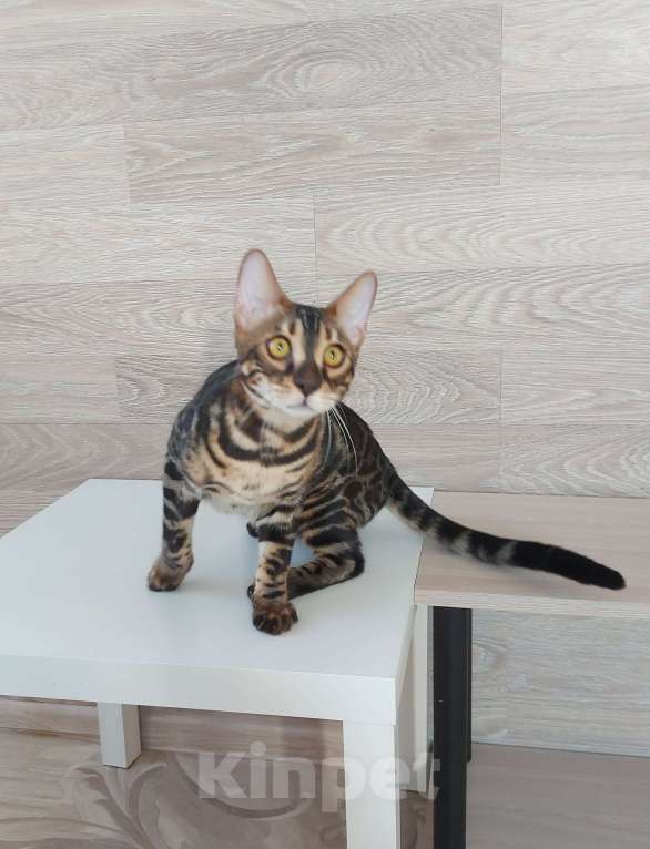 Кошки в Москве: Бенгальские угольные котята  Мальчик, Бесплатно - фото 7