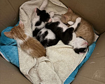 Кошки в Тольятти: Котята  Мальчик, Бесплатно - фото 7