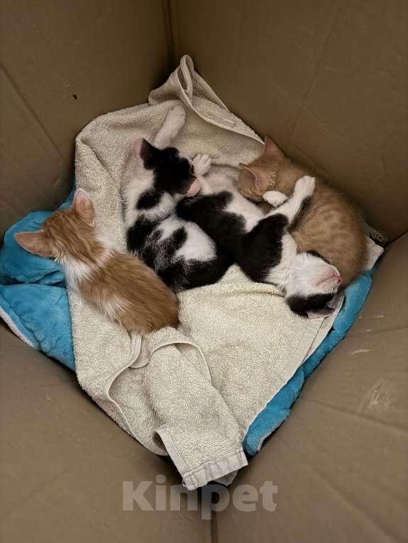 Кошки в Тольятти: Котята  Мальчик, Бесплатно - фото 7