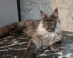 Кошки в Омске: Котенок мейн-кун Мальчик, 45 000 руб. - фото 2