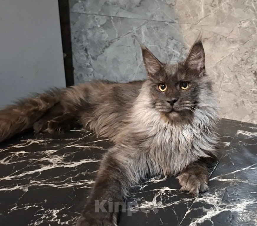 Кошки в Омске: Котенок мейн-кун Мальчик, 45 000 руб. - фото 2