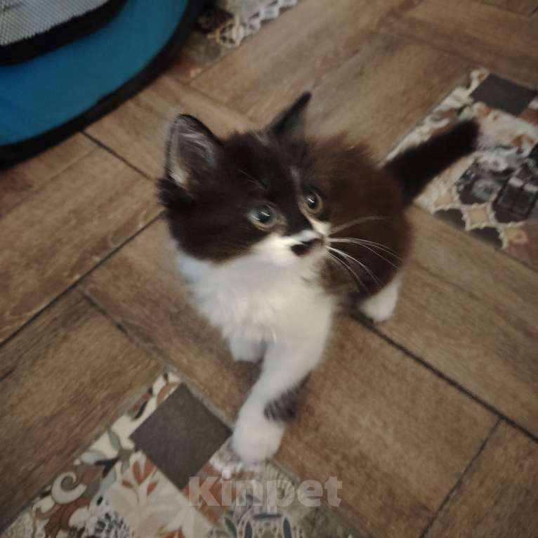 Кошки в Ставрополе: Отдам бесплатно котенка девочку Девочка, Бесплатно - фото 3