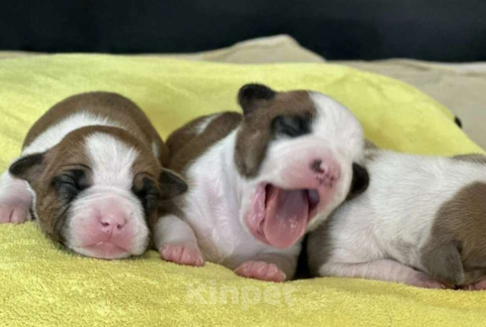 Собаки в Магадане: Щенки Стаффордширского терьера Девочка, 60 000 руб. - фото 4