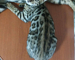 Кошки в Краснодаре: Котенок бенгал Девочка, Бесплатно - фото 1