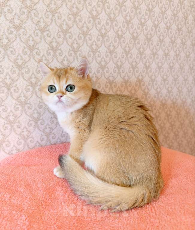 Кошки в Санкт-Петербурге: Золотая британская кошечка Девочка, 35 000 руб. - фото 7