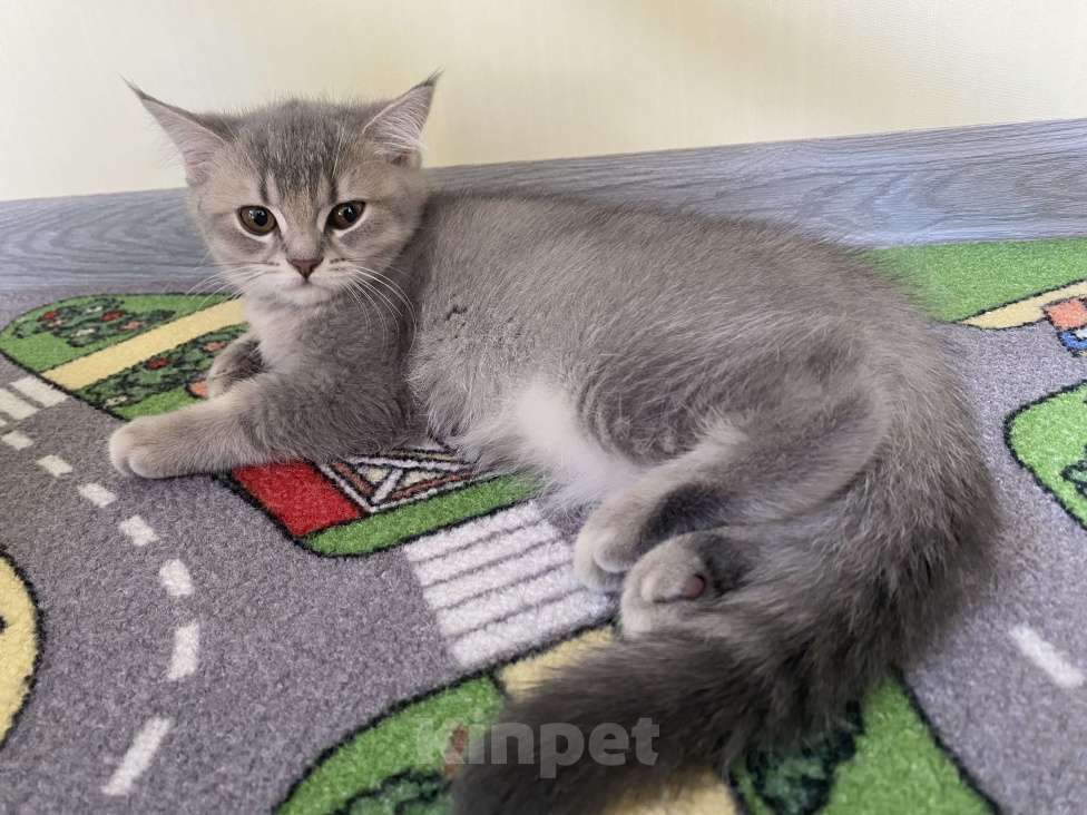 Кошки в других городах Московской области: Девочка британка серебристая шиншилла Девочка, 7 000 руб. - фото 5