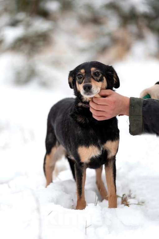Собаки в Москве: Маленькая ласковая собачка Амалия в добрые руки Девочка, Бесплатно - фото 2