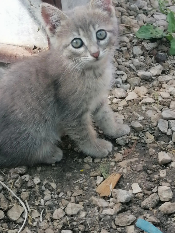 Кошки в Ульяновске: Котенок в добрые руки Девочка, Бесплатно - фото 1