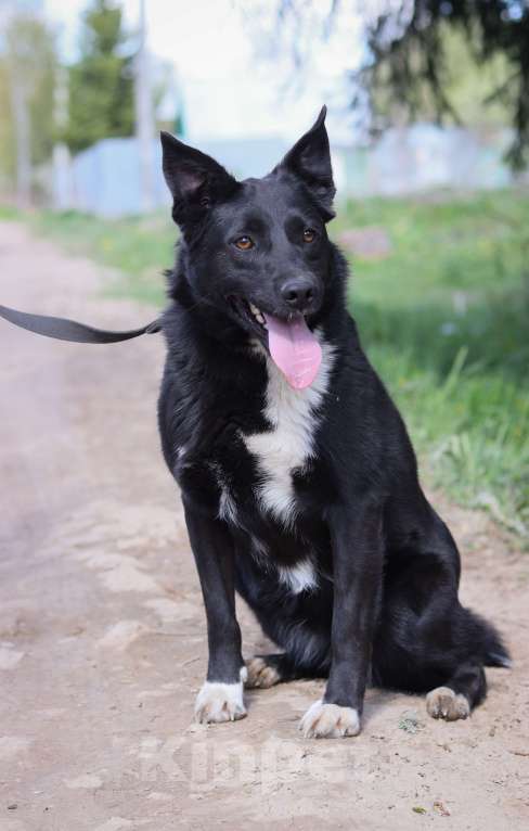 Собаки в Москве: Шерли, собака 2,5 года в добрые руки  Девочка, Бесплатно - фото 5