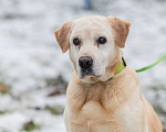 Собаки в Москве: Породистый лабрадор Сеня ищет дом Мальчик, Бесплатно - фото 1