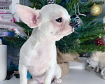 Собаки в Санкт-Петербурге: Чихуахуа белая девочка Девочка, 65 000 руб. - фото 2