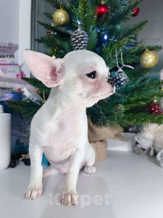 Собаки в Санкт-Петербурге: Чихуахуа белая девочка Девочка, 65 000 руб. - фото 2