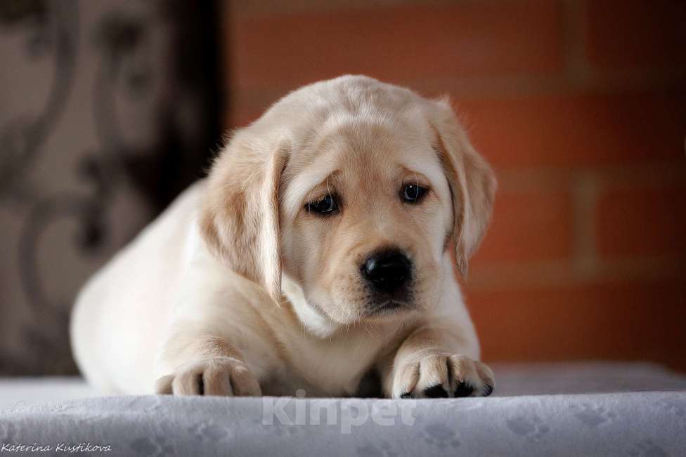 Собаки в Москве: Предлагается яркая девочка лабрадор ретривер Девочка, 150 000 руб. - фото 5