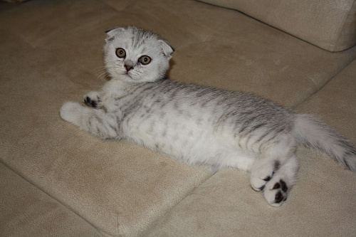 Объявление: Продается красивый котенок, 56 500 руб., Нижнекамск