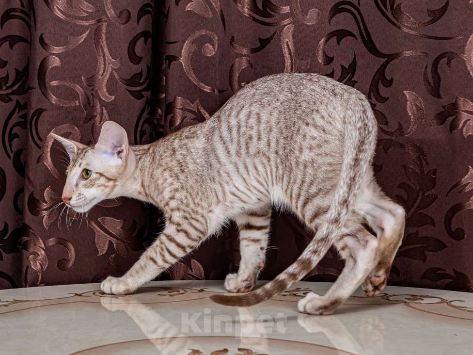 Кошки в Москве: Ориентальный котенок Мальчик, Бесплатно - фото 6