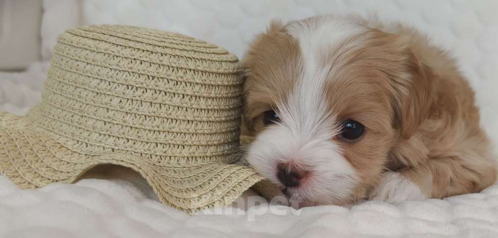 Собаки в Санкт-Петербурге: Щенок мальтипу Девочка, Бесплатно - фото 5