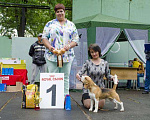 Собаки в Уфе: Бигль кобель для вязки Мальчик, 25 000 руб. - фото 7