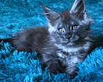 Кошки в Санкт-Петербурге: Котёнок мейн кун Мальчик, 60 000 руб. - фото 2