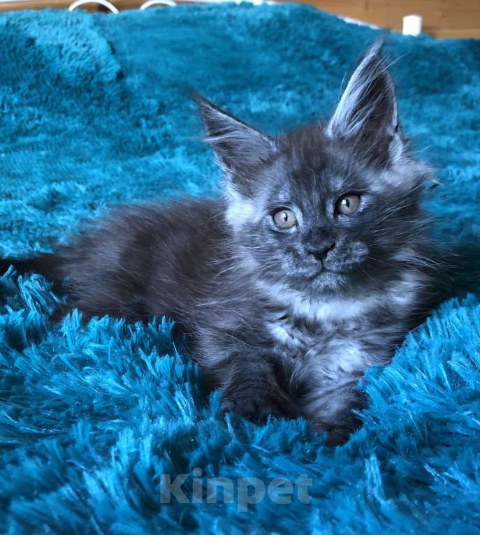 Кошки в Санкт-Петербурге: Котёнок мейн кун Мальчик, 60 000 руб. - фото 2