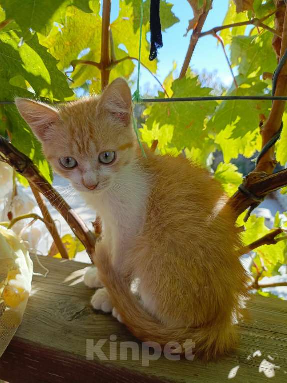 Кошки в других городах Крыма: Бусинка Девочка, Бесплатно - фото 1