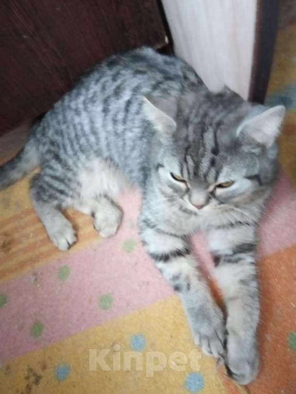 Кошки в Барнауле: Шотланские котята., 3 500 руб. - фото 1