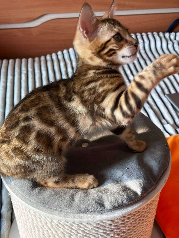 Кошки в Самаре: Бенгальский мальчишка Veritay Bentley  Мальчик, 60 000 руб. - фото 2