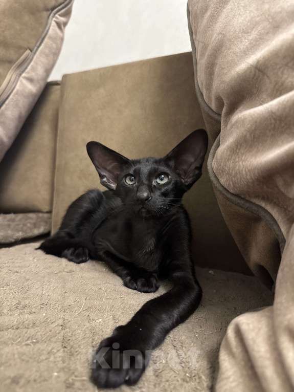 Кошки в Москве: Ориентальный мальчик Мальчик, 65 000 руб. - фото 1