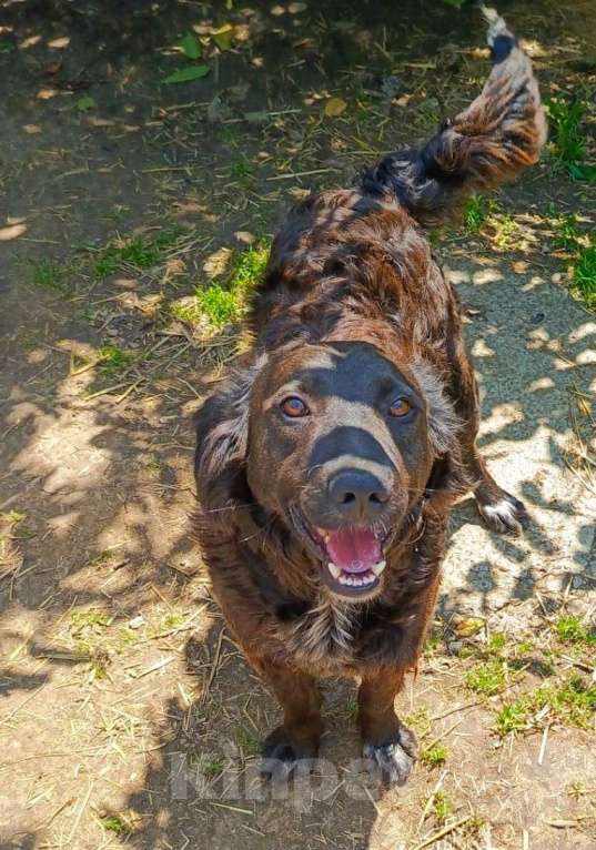 Собаки в Москве: Метис спаниеля в дом или вольер Мальчик, Бесплатно - фото 3