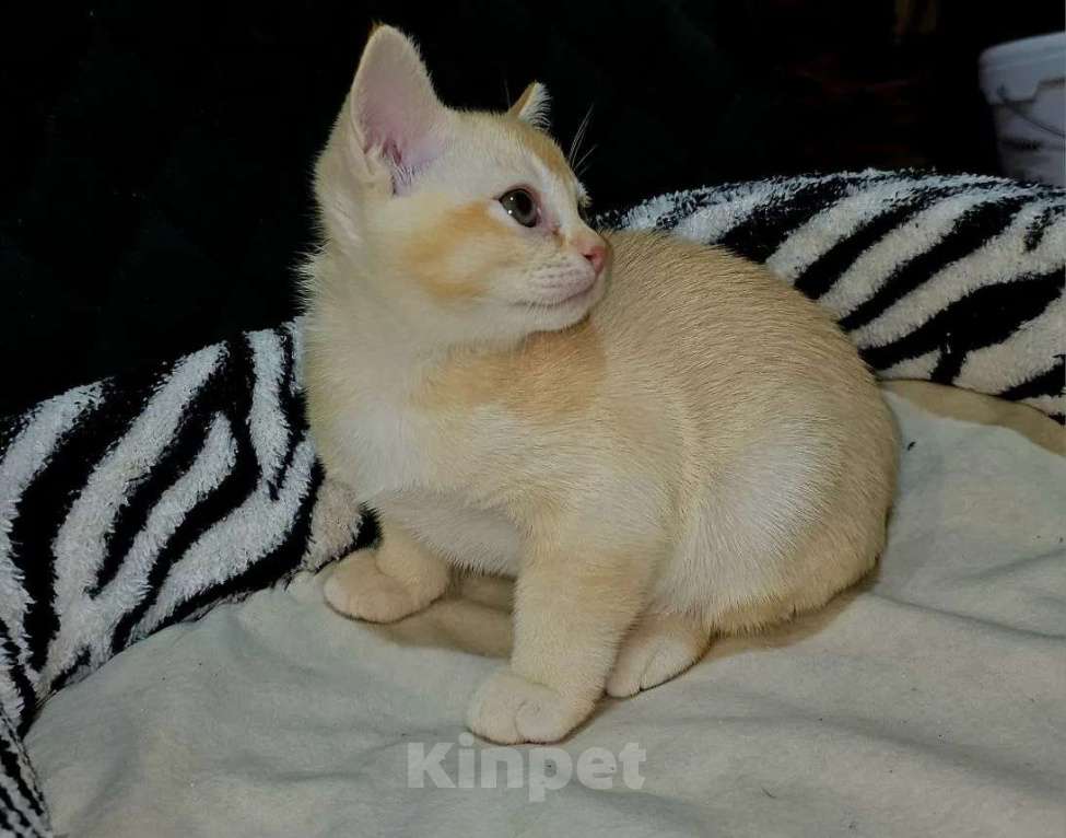 Кошки в Белгороде: Продажа Мальчик, Бесплатно - фото 6