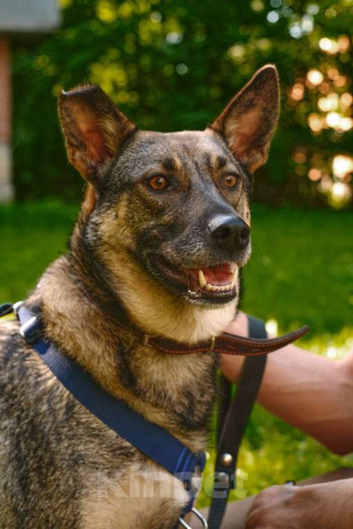 Собаки в Санкт-Петербурге: Мэй из приюта в добрые руки Девочка, Бесплатно - фото 6