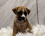 Собаки в Москве: Щенок американского стаффордширского терьера! Мальчик, 65 000 руб. - фото 3