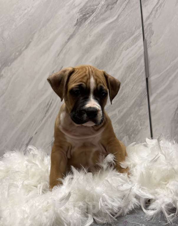 Собаки в Москве: Щенок американского стаффордширского терьера! Мальчик, 65 000 руб. - фото 3