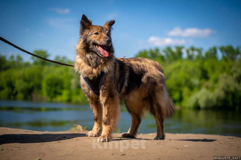 Собаки в Москве: Миниатюрный мечтательный Филипп Мальчик, Бесплатно - фото 4
