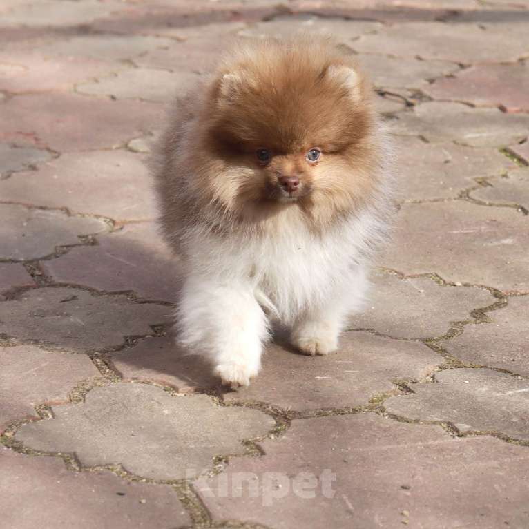 Собаки в Москве: Супер мальчик- Огонёк Мальчик, 55 000 руб. - фото 3