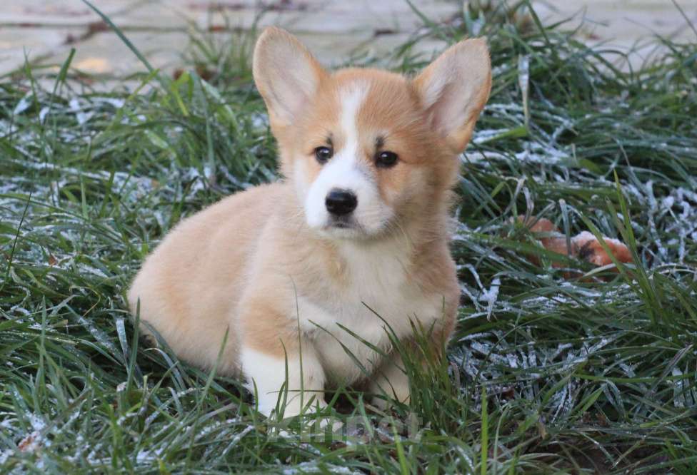 Собаки в Москве: Аманси Буги-вуги Мальчик, 75 000 руб. - фото 6