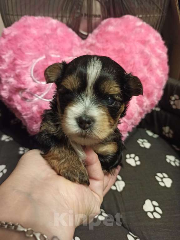 Собаки в Москве: Щенок-мальчик цветного йорка  Мальчик, 25 000 руб. - фото 2