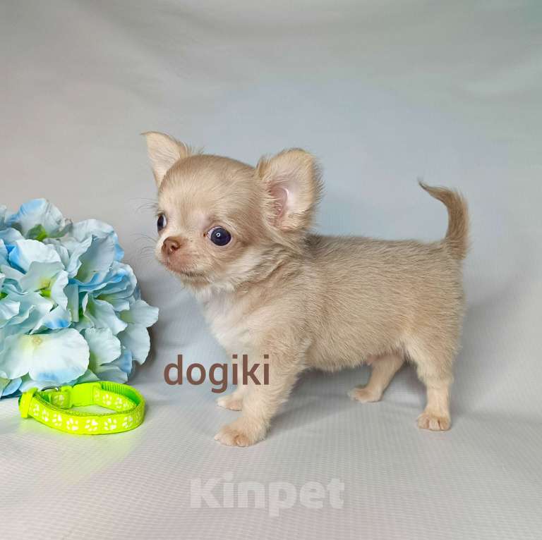 Собаки в Москве: Лиловый мальчик длинношерстный Мальчик, 20 000 руб. - фото 4