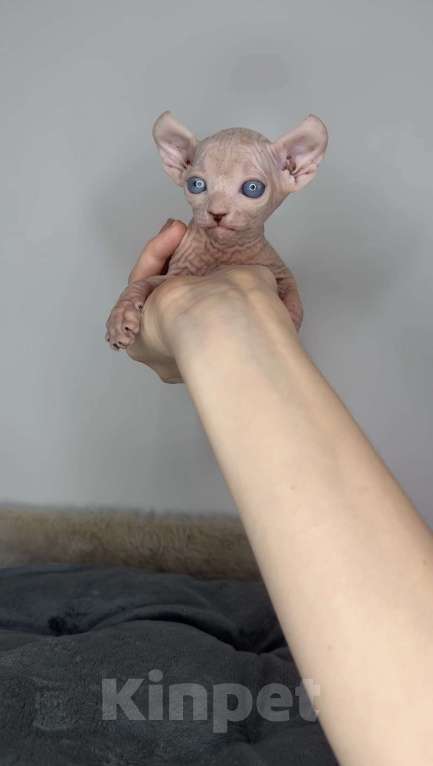 Кошки в Самаре: Котёнок эльф Девочка, 90 000 руб. - фото 4