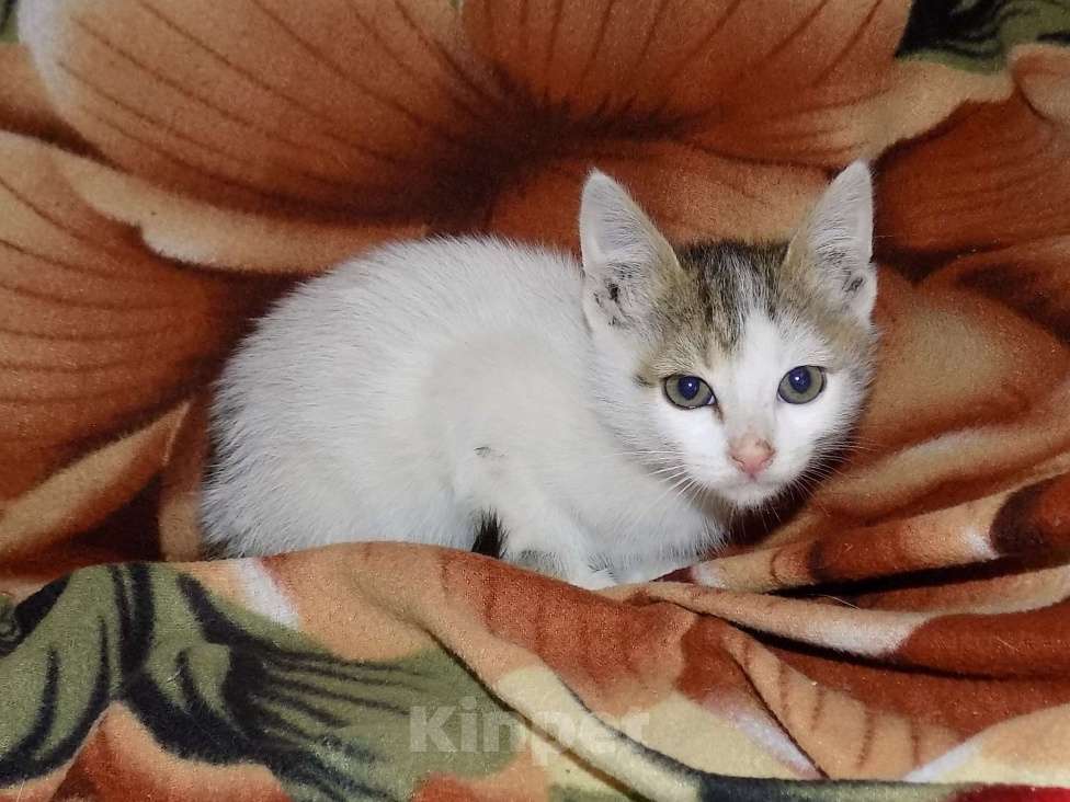 Кошки в Москве: Турецкий ван, мальчик (анатолийская) Мальчик, 10 000 руб. - фото 5