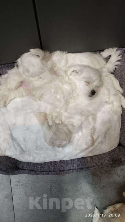 Собаки в Санкт-Петербурге: Мальтезики Мальчик, Бесплатно - фото 4