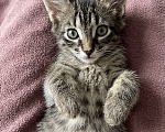 Кошки в Ижевске: котенок в добрые руки Мальчик, Бесплатно - фото 1