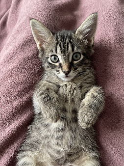 котенок в добрые руки