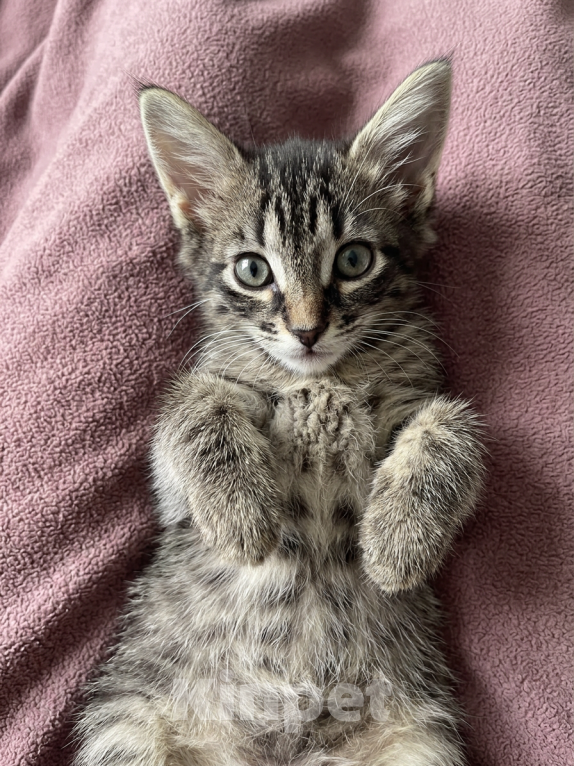 Кошки в Ижевске: котенок в добрые руки Мальчик, Бесплатно - фото 1