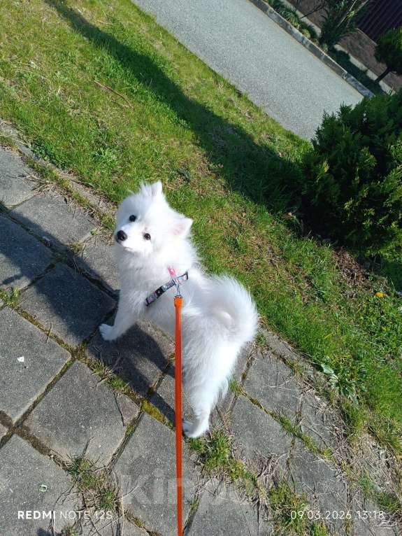Собаки в Сочи: Белоснежный щенок японского шпица Мальчик, 25 000 руб. - фото 2