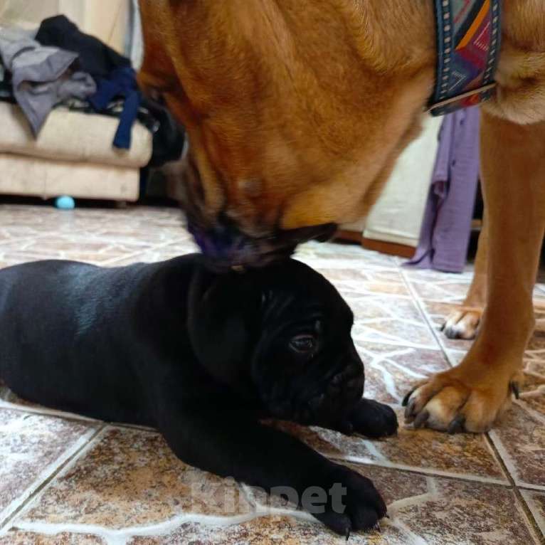 Собаки в других городах Московской области: Щенки Мальчик, 140 000 руб. - фото 9