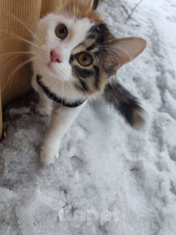 Кошки в Кемерово: Котенок девочка  Девочка, 10 руб. - фото 2