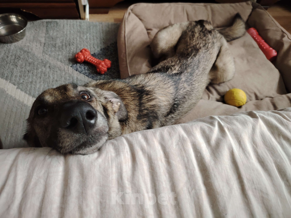 Собаки в Балашихе: Ласковая молодая собака в добрые руки. Москва и МО Девочка, Бесплатно - фото 1